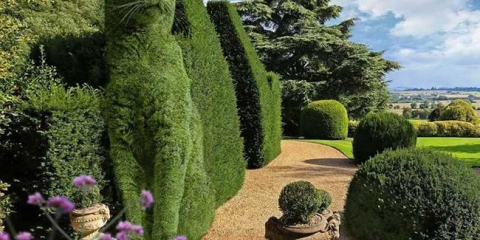 Topiary: krásné a originální možnosti designu a stylové nápady na design krajiny (145 fotografií)